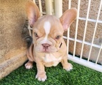 Small #10 French Bulldog