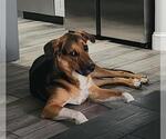 Small German Shepherd Dog Mix