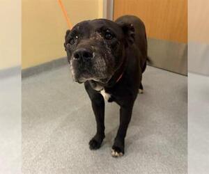American Pit Bull Terrier-Unknown Mix Dogs for adoption in Orange, CA, USA