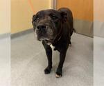 Small American Pit Bull Terrier Mix