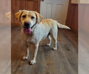 Labrador Retriever Dogs for adoption in CATO, NY, USA