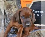 Small #2 Redbone Coonhound