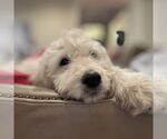 Small #7 Goldendoodle