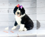 Puppy Orange Girl Sheepadoodle