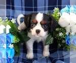 Small Photo #1 Cavalier King Charles Spaniel Puppy For Sale in CALLAO, VA, USA