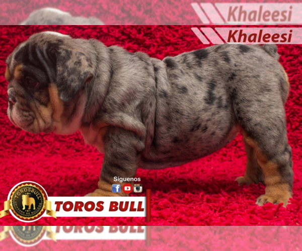 Medium Photo #1 Bulldog Puppy For Sale in HOUSTON, TX, USA