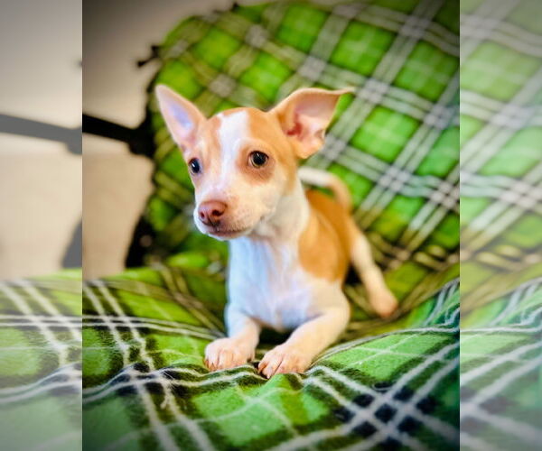 Medium Photo #1 Chihuahua-Unknown Mix Puppy For Sale in Pacolet, SC, USA