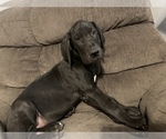 Small Photo #8 Great Dane Puppy For Sale in PONTIAC, IL, USA