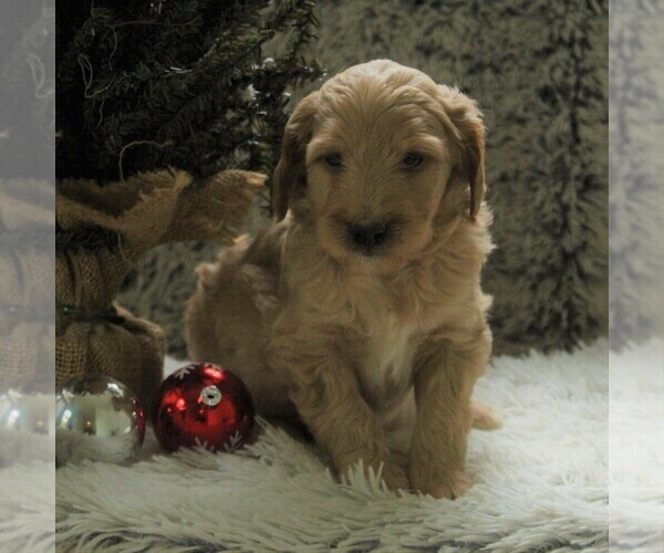 Medium Photo #5 Goldendoodle-Poodle (Miniature) Mix Puppy For Sale in KINZERS, PA, USA