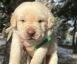 Puppy Puppy 6 Labrador Retriever
