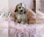 Small Photo #3 Cavapoo Puppy For Sale in SYLMAR, CA, USA
