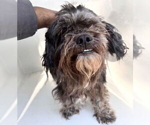 - Mix Dogs for adoption in Houston, TX, USA