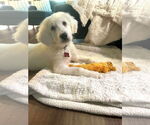 Small Photo #3 Great Pyrenees-Unknown Mix Puppy For Sale in Grafton, WI, USA