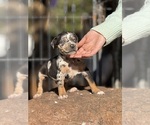 Puppy 6 Catahoula Leopard Dog