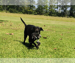 Daisy- black beauty - Female Labrador Retriever-Unknown Mix Dog for Adoption - Photo #2