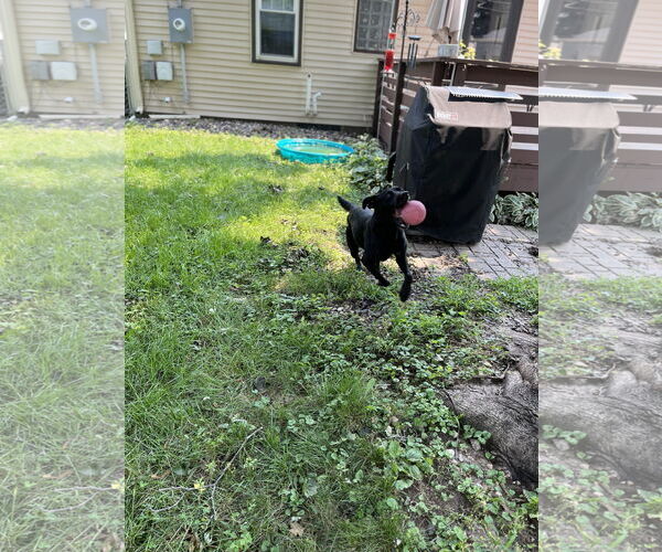Medium Photo #2 American Pit Bull Terrier-Unknown Mix Puppy For Sale in Princeton, MN, USA