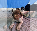 Puppy Ophelia Pointer
