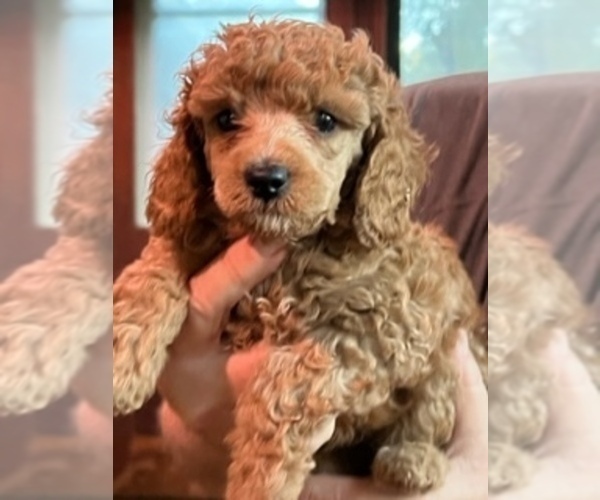 Medium Photo #2 Poodle (Miniature) Puppy For Sale in NEWNAN, GA, USA