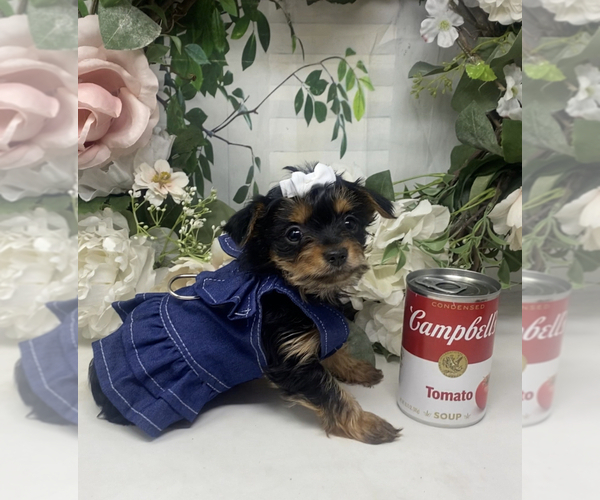 Medium Photo #19 Shorkie Tzu Puppy For Sale in SELLERSBURG, IN, USA