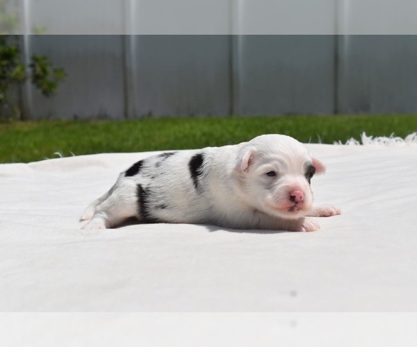Medium Photo #4 Miniature Australian Shepherd Puppy For Sale in PALM COAST, FL, USA