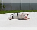 Small #3 Miniature Australian Shepherd