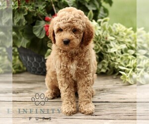 Goldendoodle (Miniature) Puppy for sale in RONKS, PA, USA