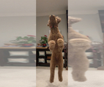 Small #23 Goldendoodle