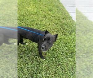 Mutt Dogs for adoption in Houston, TX, USA