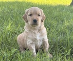 Image preview for Ad Listing. Nickname: Betsy