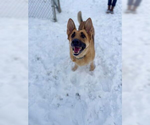 Medium Photo #1 German Shepherd Dog-Unknown Mix Puppy For Sale in Lewisburg, WV, USA
