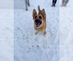 Small German Shepherd Dog Mix