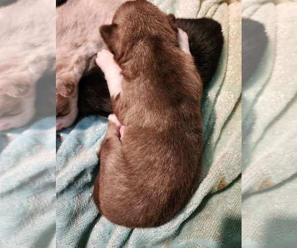 Medium Photo #3 Siberian Husky Puppy For Sale in FORT PLAIN, NY, USA