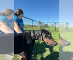 Small Photo #13 Doberman Pinscher Puppy For Sale in Buffalo, MN, USA