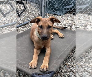 Mutt Dogs for adoption in Sterling, MA, USA