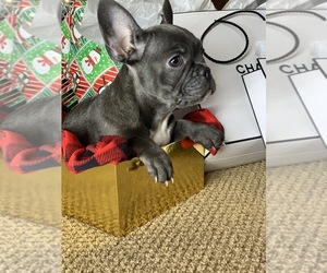 French Bulldog Puppy for sale in CENTENNIAL, CO, USA