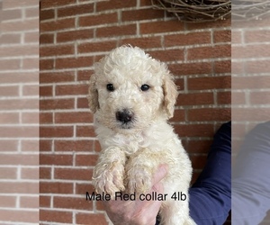 Pyredoodle Puppy for sale in ANSONIA, OH, USA