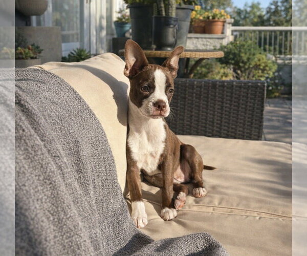 Medium Photo #2 Boston Terrier Puppy For Sale in Menifee, CA, USA