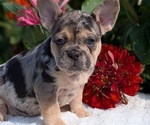 Small #5 French Bulldog