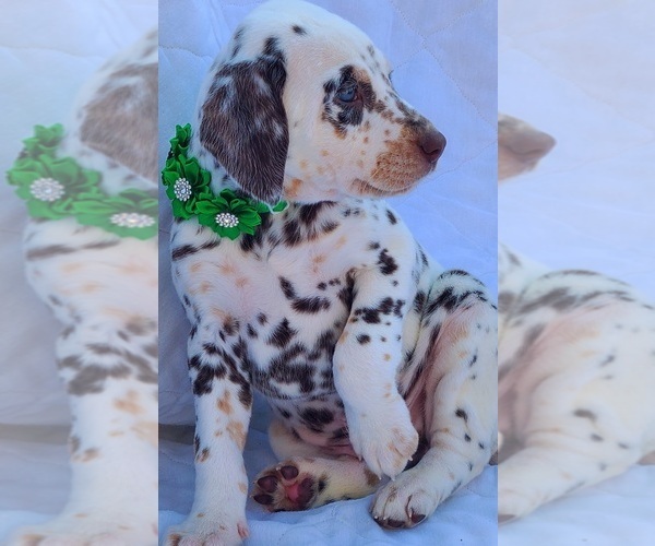 Medium Photo #9 Dalmatian Puppy For Sale in CAPE MAY COURT HOUSE, NJ, USA
