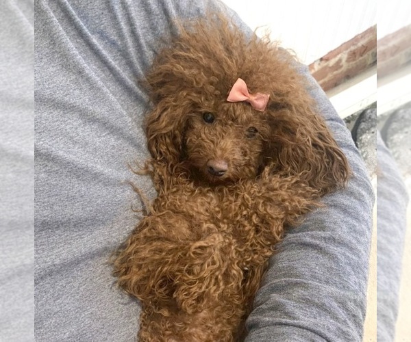Medium Photo #1 YorkiePoo Puppy For Sale in PENNSAUKEN, NJ, USA