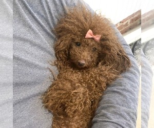 Mother of the YorkiePoo puppies born on 10/24/2026