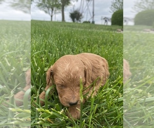 Goldendoodle (Miniature) Puppy for sale in ARCOLA, IL, USA
