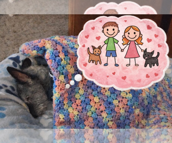 Medium Photo #2 Cairn Terrier-Unknown Mix Puppy For Sale in Princeton, MN, USA