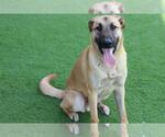 Small #1 German Shepherd Dog Mix