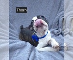 Puppy Thorn Boston Terrier