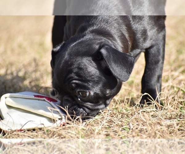 Medium Photo #5 Pug Puppy For Sale in PALM COAST, FL, USA