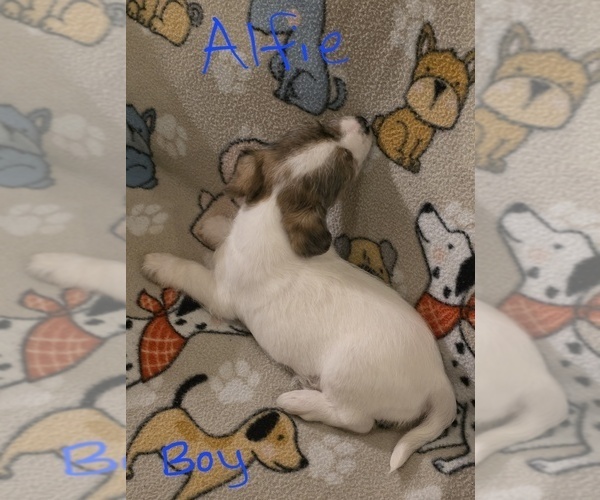Medium Photo #20 Chizer Puppy For Sale in MONTEZUMA, GA, USA