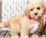 Small #2 Cavapoo