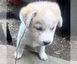 Small Huskies  Mix