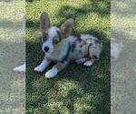 Small #2 Pembroke Welsh Corgi